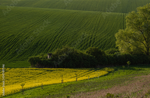 a yellow rapeseed field in the foreground  behind it a hill covered with green grass  a hunting lodge and to the right a large tree