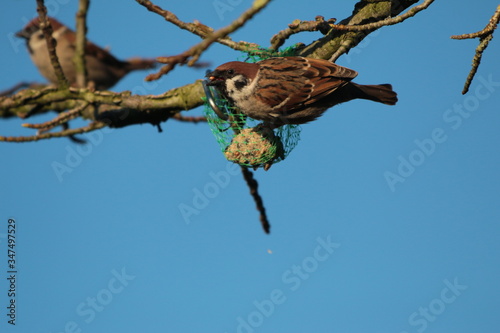 sparrow on a fat ball