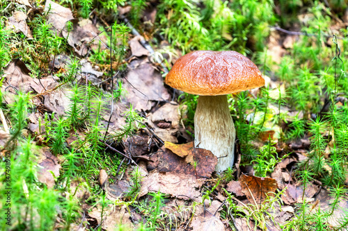 Forest edible mushroom with brown cap