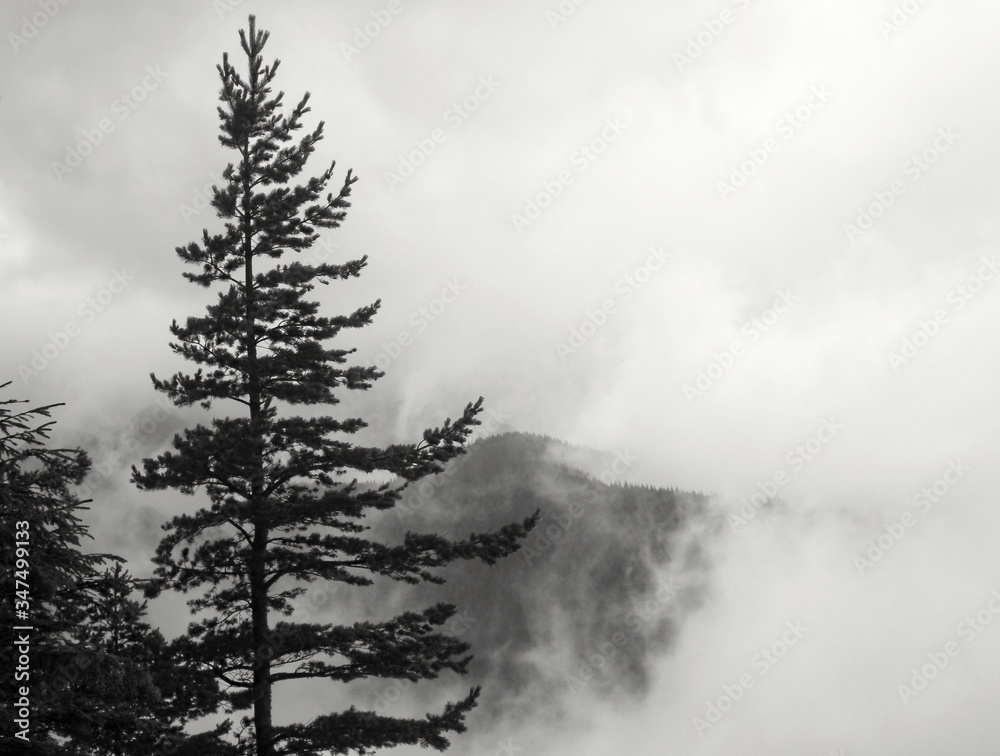Misty day in the tatra mountains
