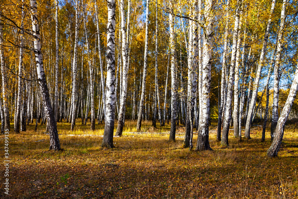 Obraz premium Birch forest in the fall.