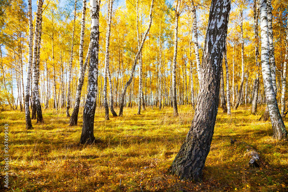 Birch forest in the fall.