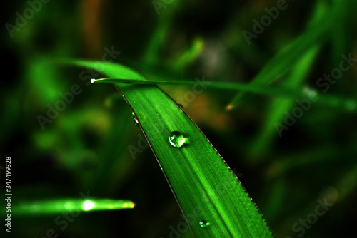 dew on grass