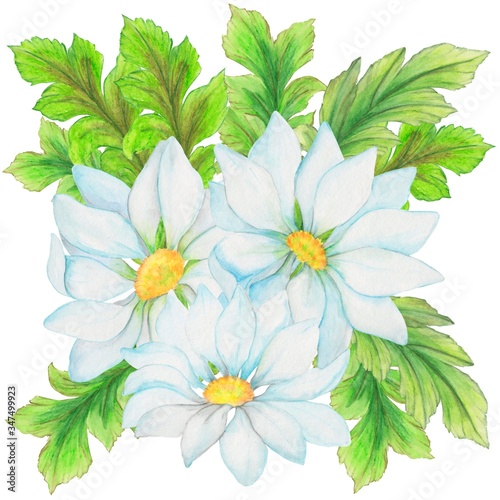 watercolor illustration, floral composition, large flowers in white and blue, leaves, for design