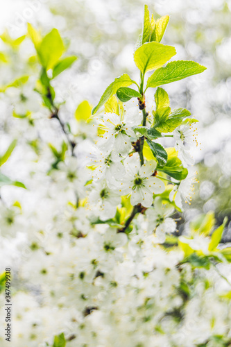 cherry tree blossom. spring tree blossom © kalabashka