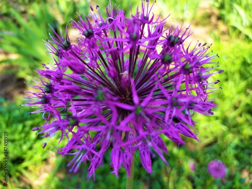 Beautiful lilac flowers of the onions