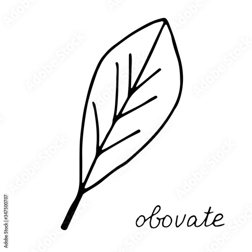 hand drawn doodle leaf. Black shape with different forms. obovate Leaf