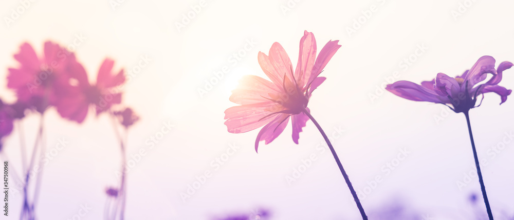 Fototapeta fioletowe kwiaty na białym tle