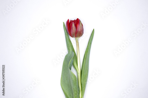 Beautiful tulips. Red peony tulips. Peony tulips from the garden. Blooming peony tulips. Isolated on a white background. © HirzoAivi