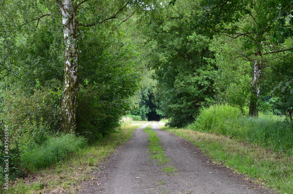 Fototapeta premium The wood in Stadtallendorf, Germany