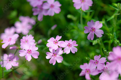 光を浴びるシバザクラの花 クロースアップ