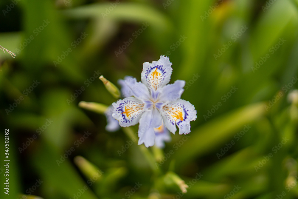Obraz premium Iris japonica