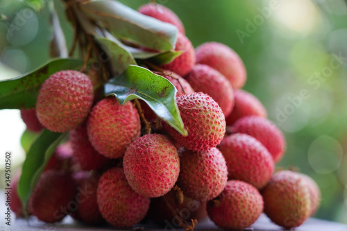 Litchi fresh organic fruit with nature leaves from the garden  delicious in summer season  of Thailand