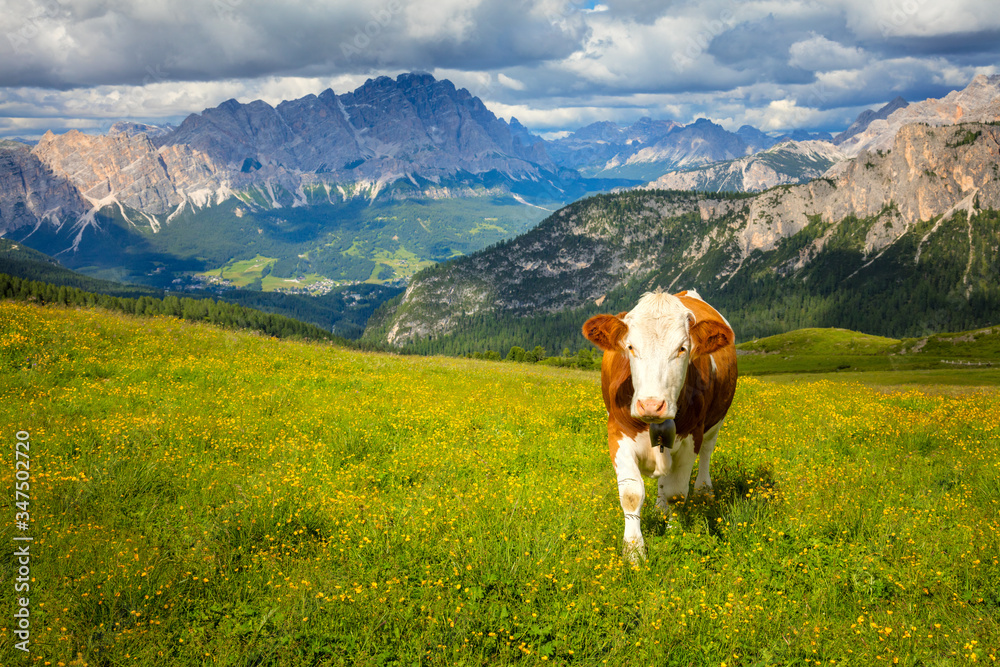 Cow in the Alps Mountains, Producing of famous eco milk Cow in the Alps Mountains, Producing of famous eco milk