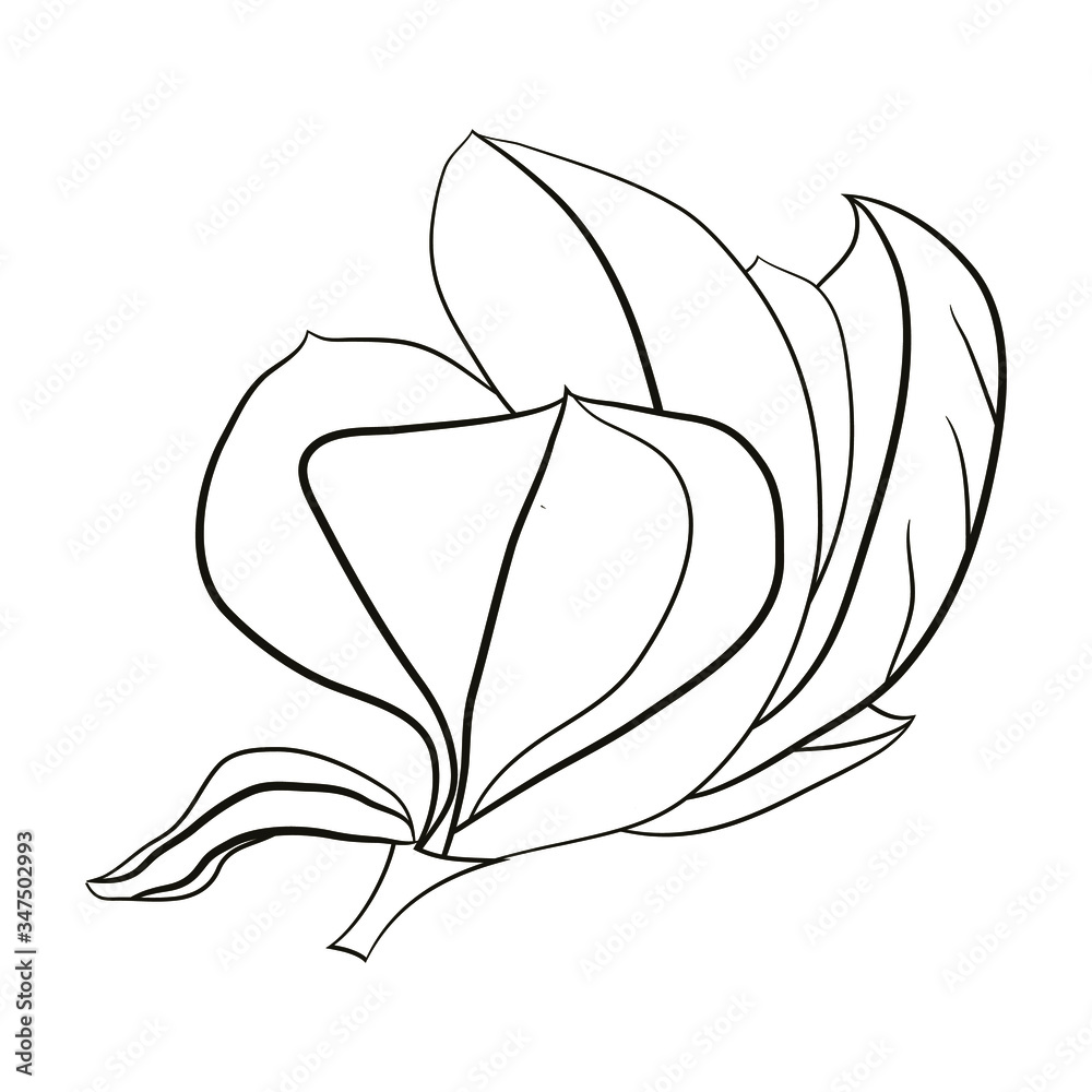 Botanical element of magnolia flower for graphic design. Item to decorate cards, logo, posters, stickers, packing, social media, prints textile. Stock vector illustration. Isolated on white background Botanical element of magnolia flower for graphic design. Item to decorate cards, logo, posters, stickers, packing, social media, prints textile. Stock vector illustration. Isolated on white background