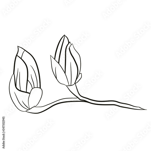 Flower element of magnolia buds for graphic design. Item for pattern, cards, logo, posters, stickers, packing, social media, prints textile. Stock vector  illustration. Isolated on white background.

