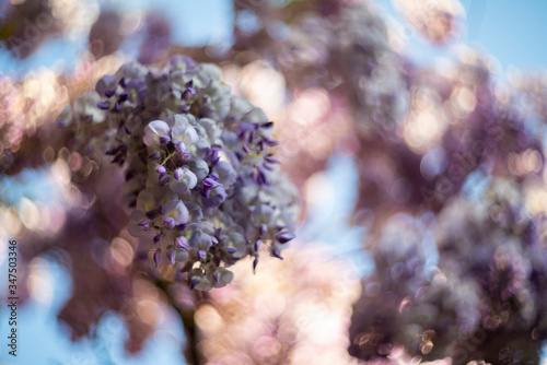 Wisteria  photographed with a vintage lens