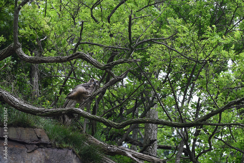 Eagle owl lives in Yonggye-ri, Buan-gun, South Korea. 