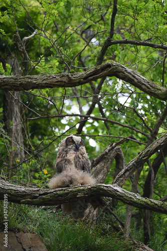 Eagle owl lives in Yonggye-ri, Buan-gun, South Korea. 