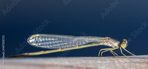 Damselfly side profile on a wood hand rail!