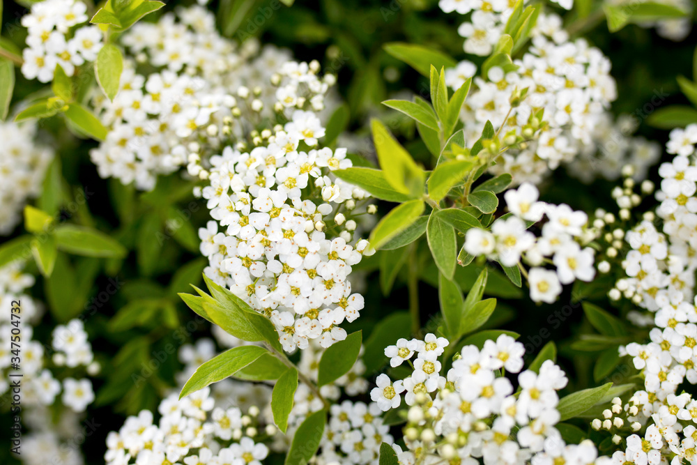Beautiful blooming white spirea flowers. White spring flowers Beautiful blooming white spirea flowers. White spring flowers