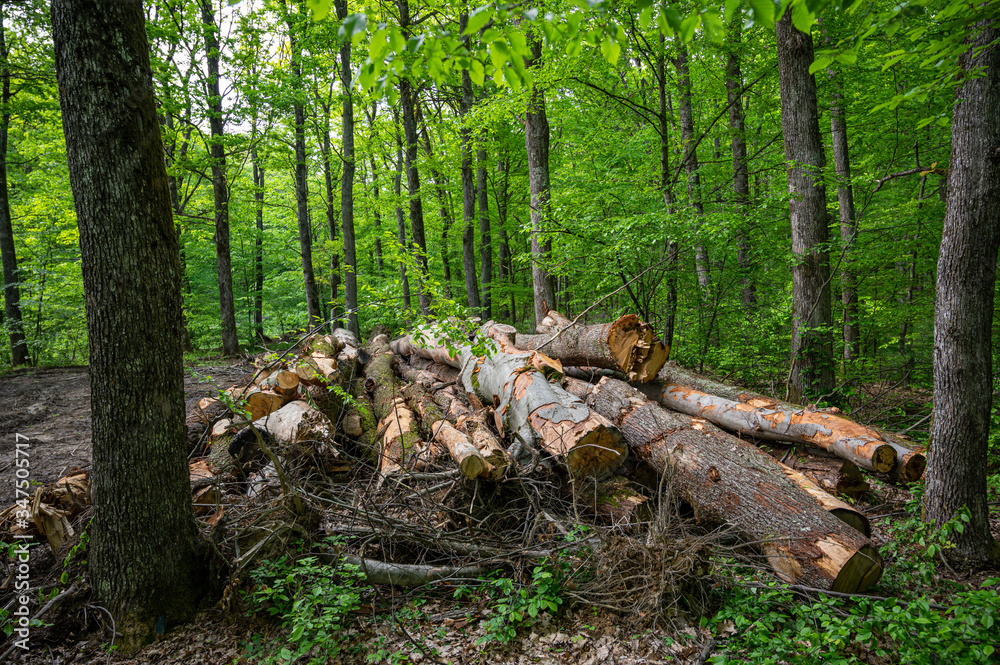 Illegal logging and removal of forests Illegal logging and removal of forests