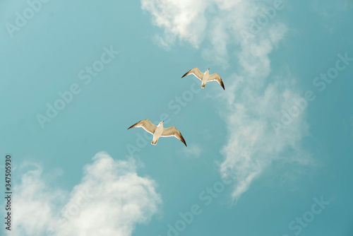 Gulls fly against the blue sky. Blue sky  clouds and seagulls.