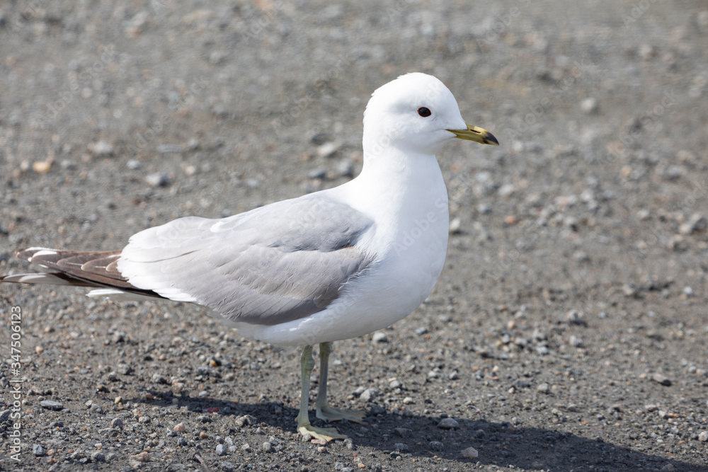 Seagulls who are looking for husband Seagulls who are looking for husband