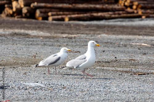 Seagulls who are looking for husband photo