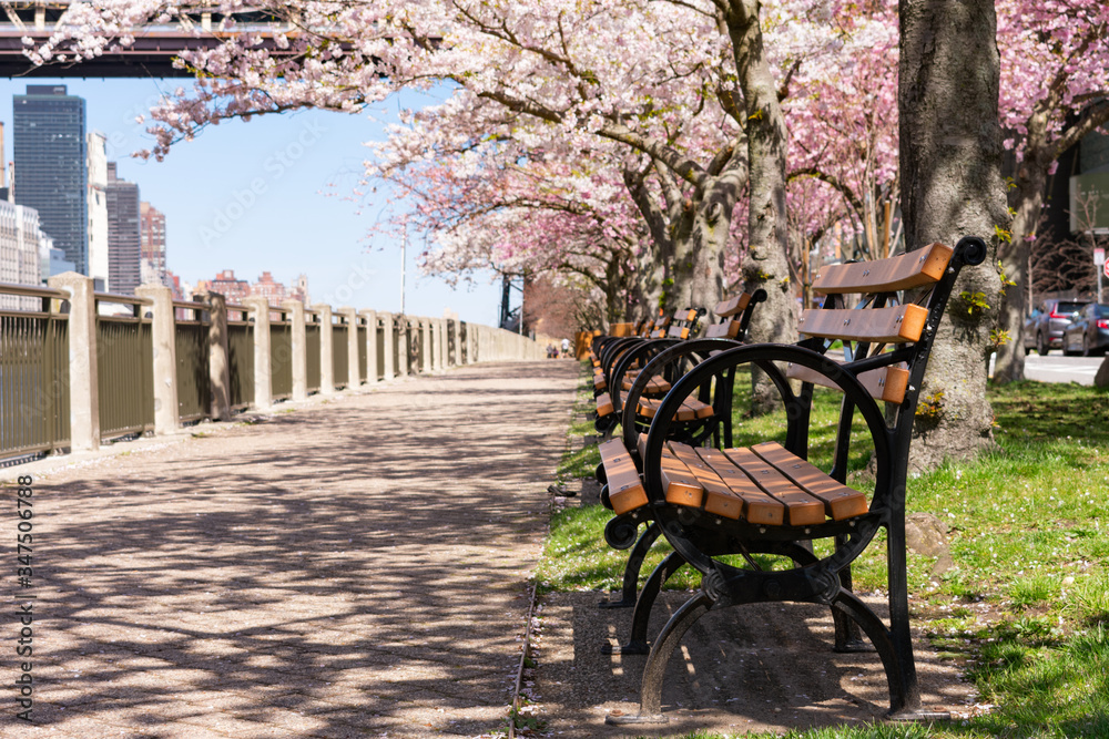 Closeup of an Empty Wood Bench on a Walkway lined with Flowering Cherry Blossom Trees on Roosevelt Island during Spring in New York City Closeup of an Empty Wood Bench on a Walkway lined with Flowering Cherry Blossom Trees on Roosevelt Island during Spring in New York City