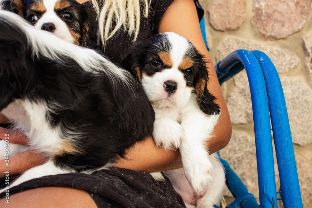 domestic pets puppies of King Charles Cavalier dog in human hands tender animal photography concept for some