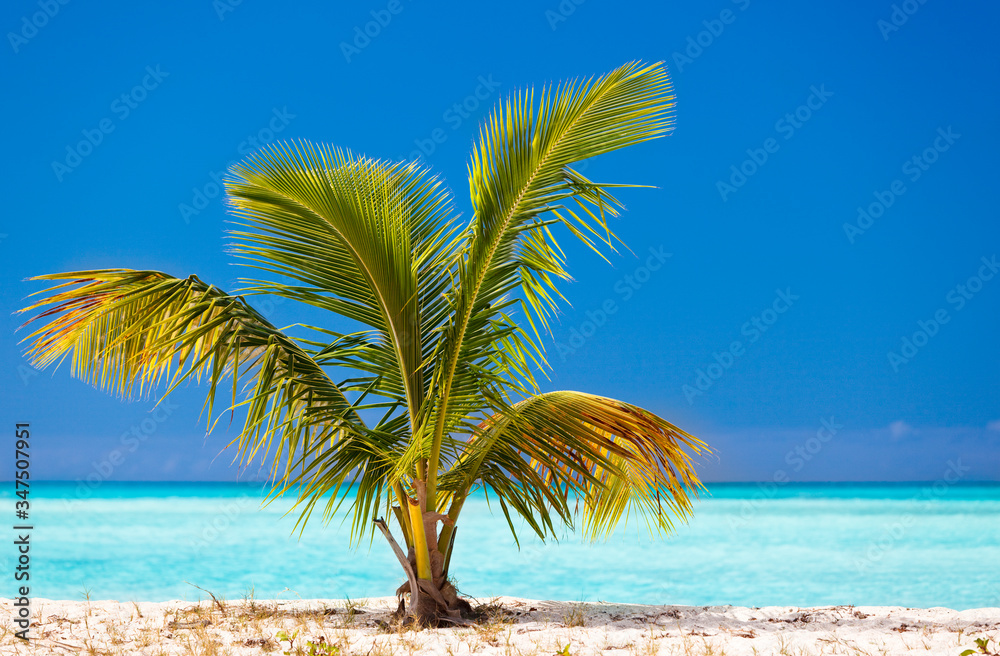 Fototapeta premium Young Palm Tree On Caribbean Beach, Antigua