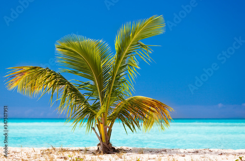 Young Palm Tree On Caribbean Beach, Antigua