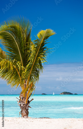 Fototapeta Naklejka Na Ścianę i Meble -  Palm Tree On Beach With Little Islands, Antigua