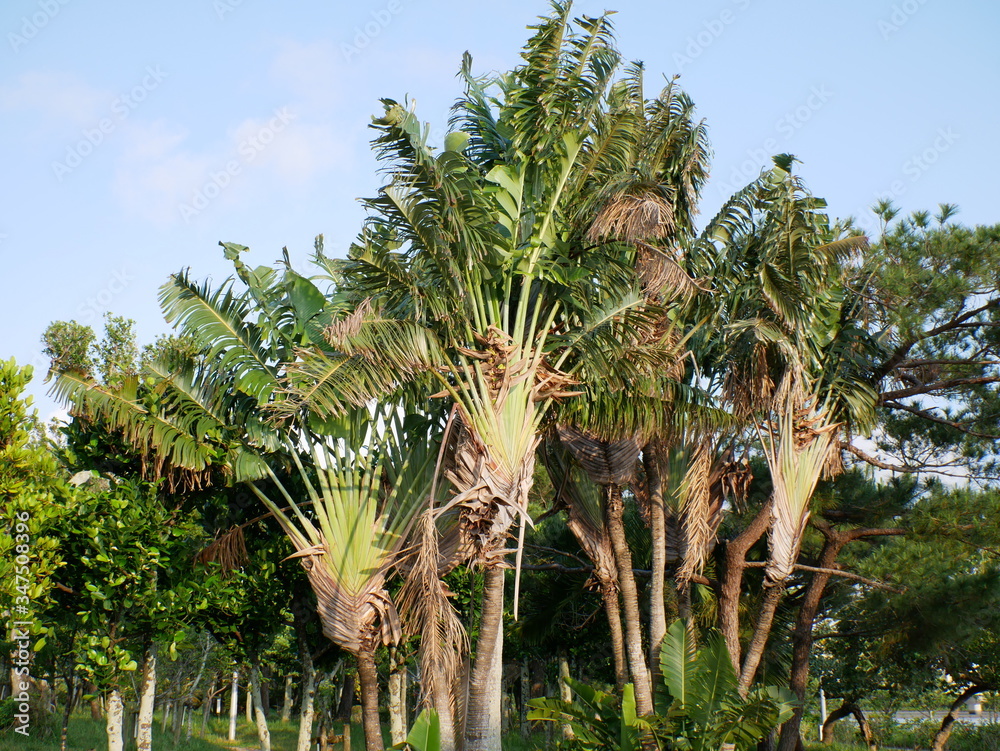 Fototapeta premium Ravenala , traveller's tree , traveller's palm , East-West palm, Arecaceae