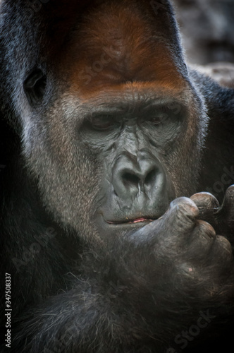 Portrait of a powerful dominant male gorilla , close-up face.