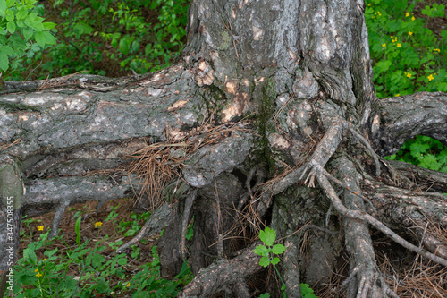 the roots of an old tree on the surface of the earth, an old tree in a park