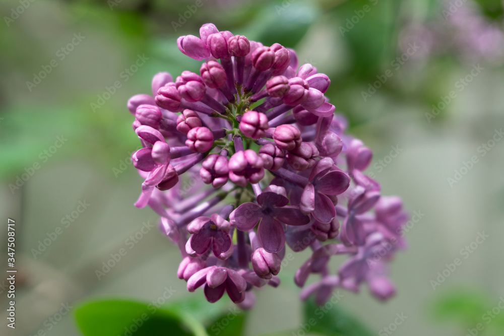 flowering branches of lilac in the garden near the house flowering branches of lilac in the garden near the house