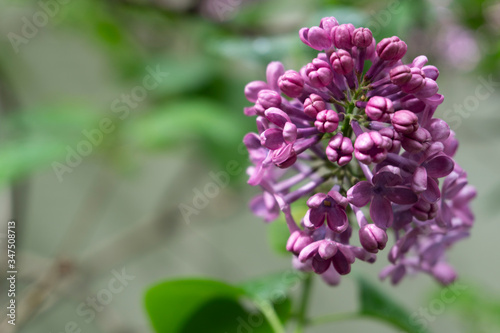 flowering branches of lilac in the garden near the house