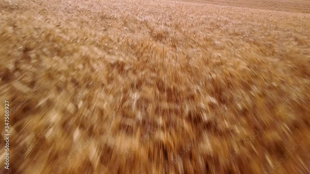 Fast flight at low altitude with deceleration and climb above a ripe wheat field at dawn