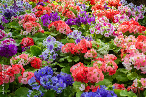 Natural floral background, spring and summer ornamental garden plant bush © Alexe