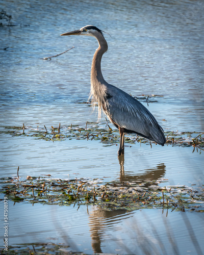 Great Blue Heron along the nature trail in Pearland!