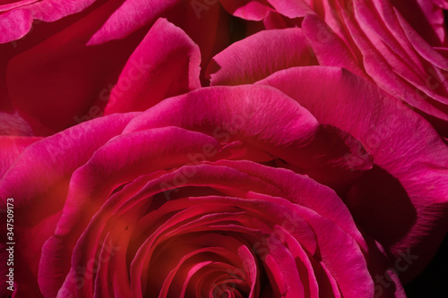 Fototapeta Naklejka Na Ścianę i Meble -  Open buds of pink roses. Beautiful background of roses flower, macro. Selective focus