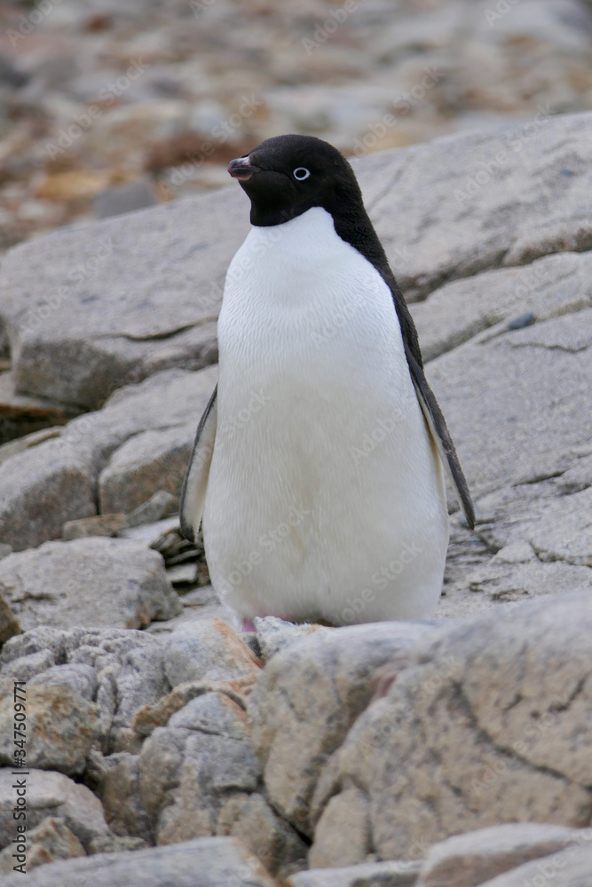 Fototapeta premium Curious adelie penguin looking into camera, penguin colony, Antarctica