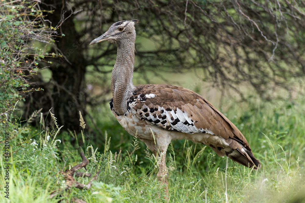 Outarde kori, parades, Ardeotis kori, Kori Bustard, Afrique du Sud Outarde kori, parades, Ardeotis kori, Kori Bustard, Afrique du Sud