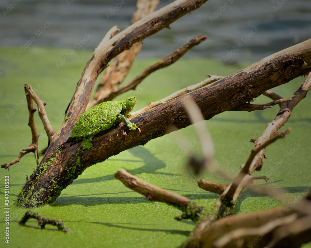 Naturaleza, tortuga de lago