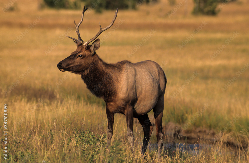 Wapiti, Cervus canadensis, Parc national du Yellowstone, Etats Unis, USA Wapiti, Cervus canadensis, Parc national du Yellowstone, Etats Unis, USA