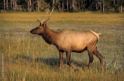 Wallpaper Mural Wapiti, Cervus canadensis, Parc national du Yellowstone, Etats Unis, USA Torontodigital.ca