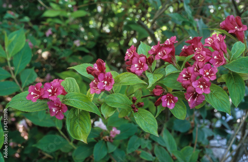 Wallpaper Mural weigélia , Weigela, variete Carnaval Torontodigital.ca