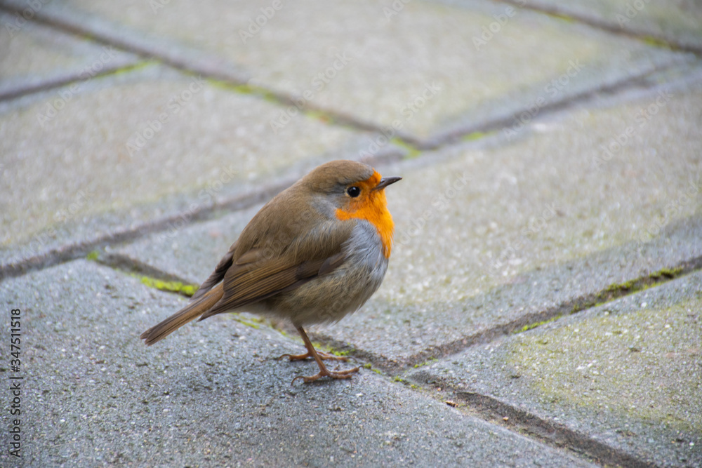 The European robin, known simply as the robin or robin redbreast in the British Isles